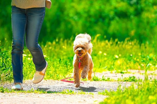 istock dog 272 Dog-walking 1245068866