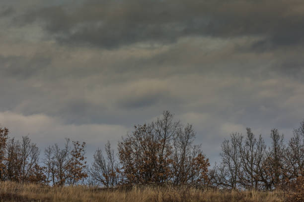 istock straeucher and rain clouds in the landscape 1245069412