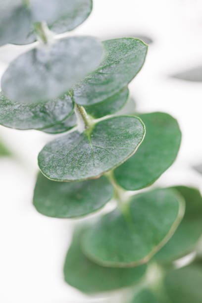 istock Macro photography of an eucaliptus stem over white background. 1245071047
