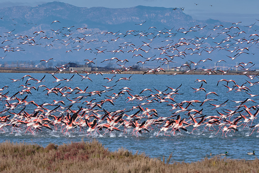 pink flamingos in the ebro delta bay