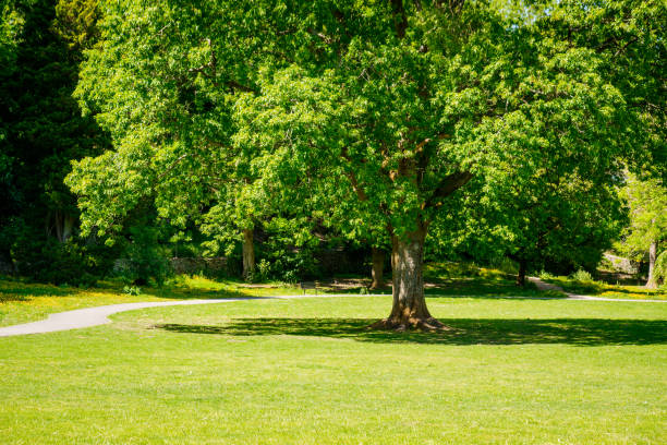 istock Large Ash tree in a park in Kendal 1245074858