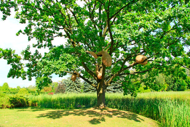 istock Sprawling oak tree with hornet's nest near lake with cane 1245075826