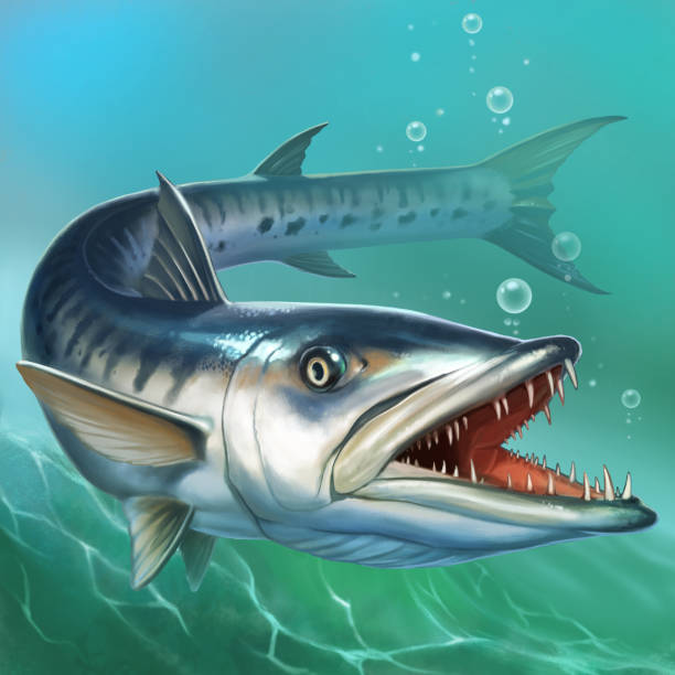 illustrations, cliparts, dessins animés et icônes de grand barracuda sur l’océan sous l’eau illustration réaliste. - barracuda