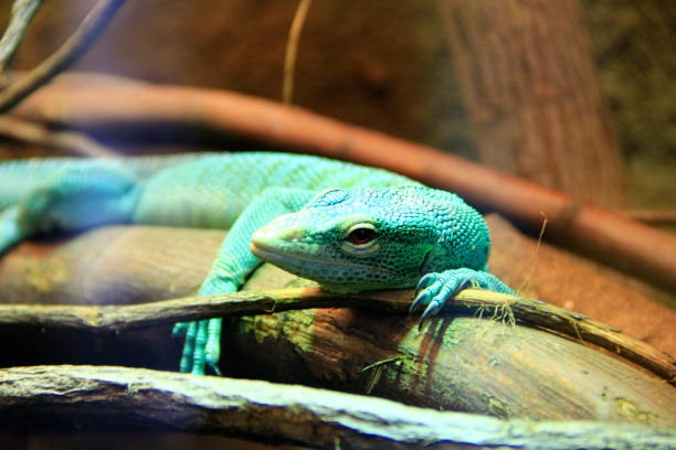 green lizard lying on wooden branch in zoo. green lizard sleeps in terrarium. Close-up face of a sleeping lizard. reptile in zoo