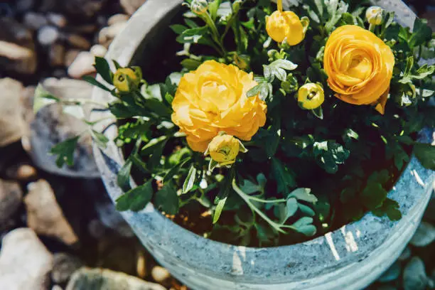 Yellow ranunculus flowers in the flower pot outside.