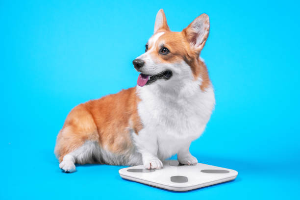 adorável corgi pembroke galês ou cardigan senta e mede o peso na escala eletrônica do piso. cachorro está de dieta, mantém controle da nutrição e prepara figura para temporada de praia de verão - pembroke welsh corgi - fotografias e filmes do acervo