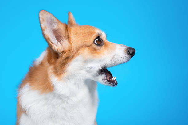 Profile portrait of funny welsh corgi pembroke or cardigan with open mouth and surprised or shocked face expression on blue background, copy space. Dog sees something impressive Profile portrait of funny welsh corgi pembroke or cardigan with open mouth and surprised or shocked face expression on blue background, copy space. Dog sees something impressive barking animal photos stock pictures, royalty-free photos & images