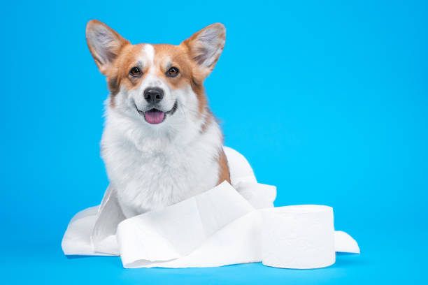 obediente sorrindo galês corgi pembroke ou cardigan dog envolto em papel higiênico senta-se ao lado de novo rolo no fundo azul, vista frontal, espaço de cópia para texto. histeria de compras e falta de produtos de higiene - pembroke welsh corgi - fotografias e filmes do acervo