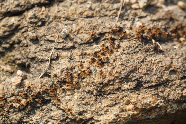 istock brown ants crawl along a rocky road 1245087525