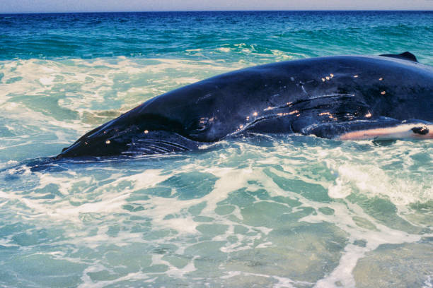 beached whale and runaway whale Dead whale on the water's edge of a beach near Rio de Janeiro baleen whale stock pictures, royalty-free photos & images
