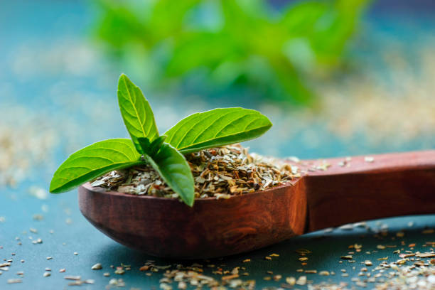 heilige basilikum oder tulsi blätter - herbal medicine herb leaf india stock-fotos und bilder