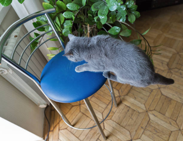 istock gray cat jumps on a bar stool 1245099890