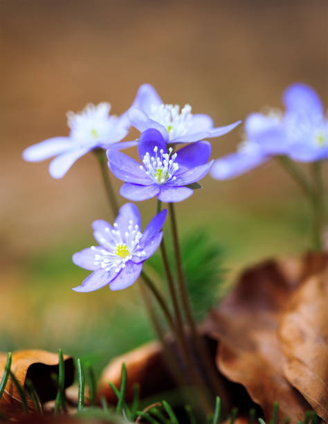 First signs of spring...
