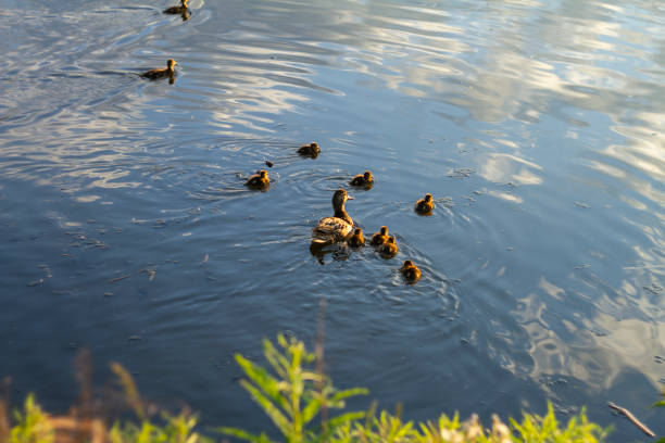 ducks family walk kindergarten river cloud reflections summer children