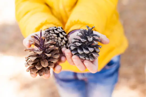 Photo of Close-up of a child in a yellow jacket holding pine cones. Exploring nature, Walking, Hiking in the forest in fall outdoor activities with your family on a warm autumn day