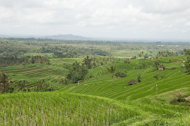 istock Rice terraced field Bali Indonesia 124511593