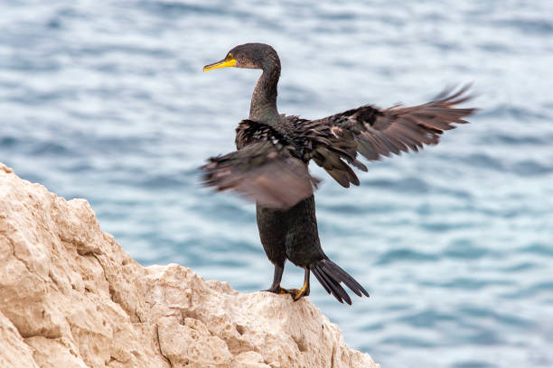 istock Black-haired Cormoran 1245116924