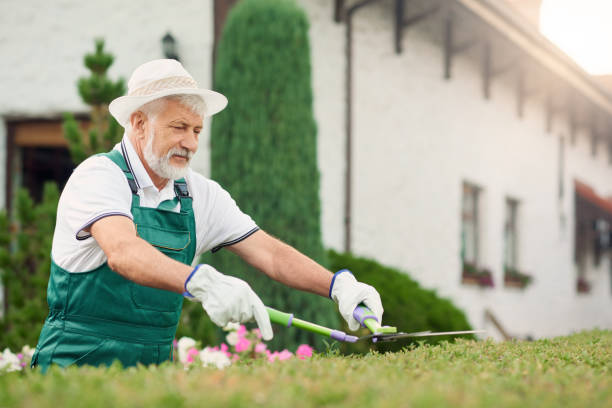 istock Senior man cutting overgrown bushes. 1245117499