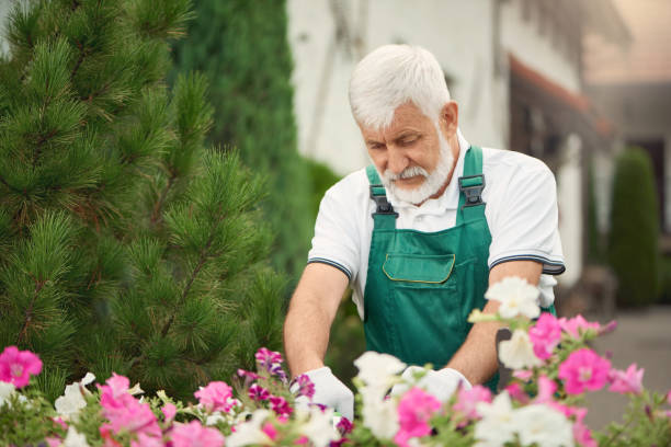 istock Senior gardener pruning flowers on backyard. 1245117706