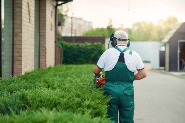 istock Unrecognizable senior man cutting bushes. 1245118006