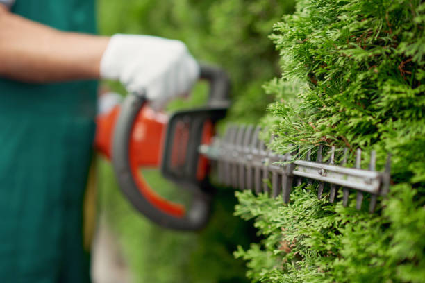istock Male gargener trimming hedge using special tool. 1245118295