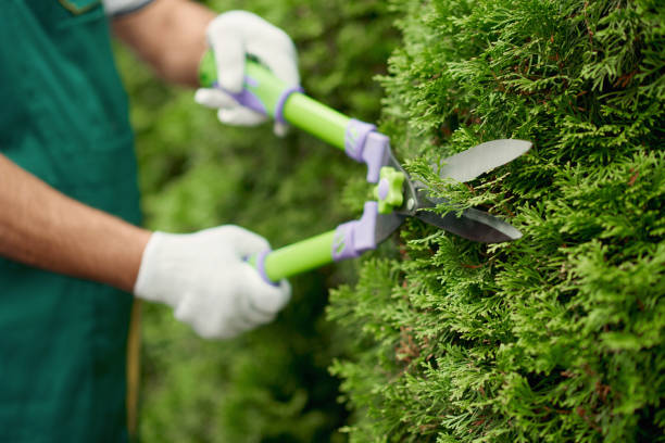 istock Scissors in gardener hands cutting overgrown bushes. 1245118316
