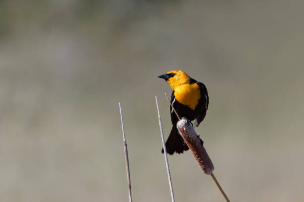 istock A yellow-headed blackbird balances on a cattail in Colorado. 1245119439