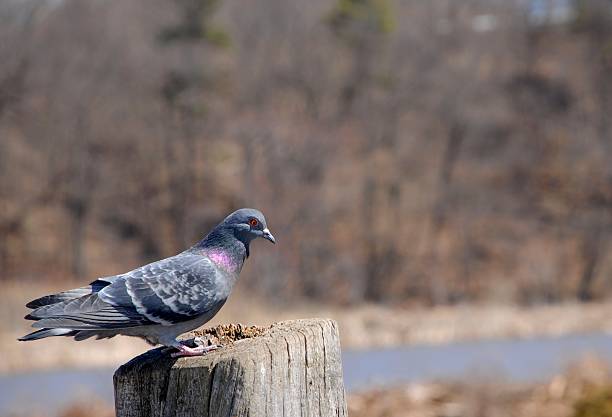 istock Rock Pigeon Columba livia 124512528