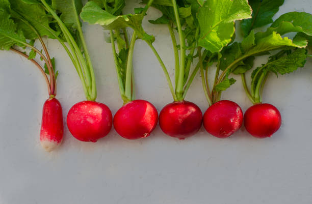istock Fresh organic red radishes with green leaves on withe table. Top view with copy space. New crop of vegetables grown in the garden. 1245129873
