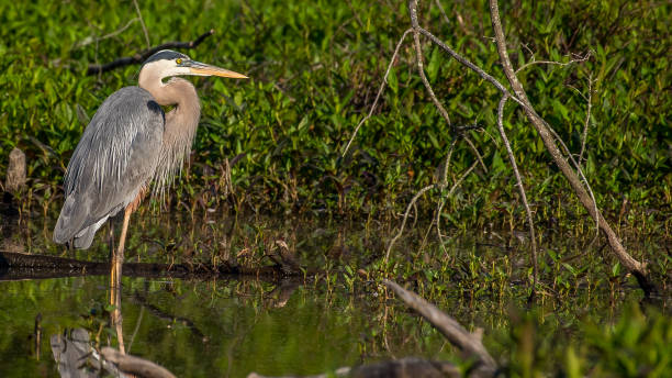 istock Great Blue Heron at Huntley Meadows Park 1245131561