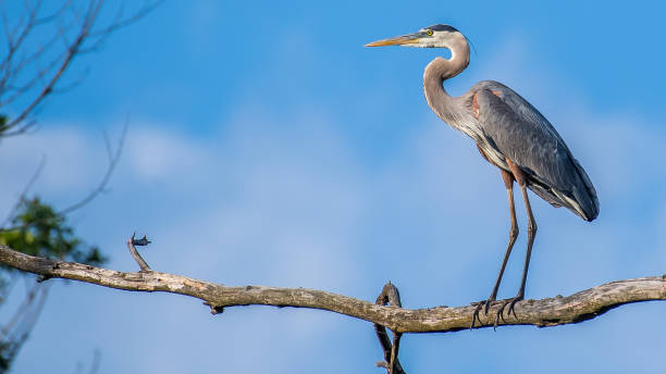 istock Great Blue Heron at Huntley Meadows Park 1245131575