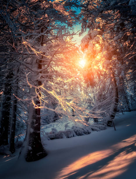 istock Fantastic snow covered spruce trees glow by sunlight. 1245132086
