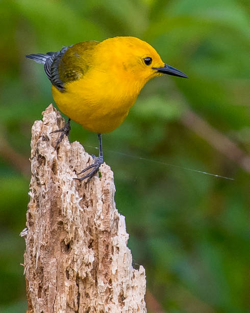 istock Prothonotary Warbler bird on a branch 1245132317