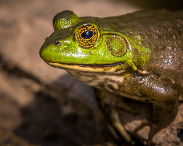 istock Bullfrog Bull frog in the pond 1245133245