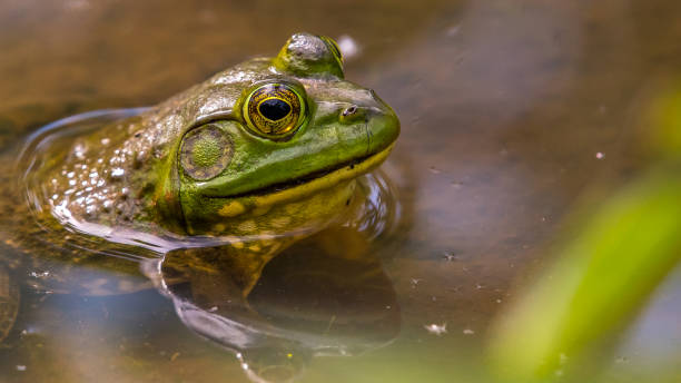 istock Bullfrog Bull frog in the pond 1245133269