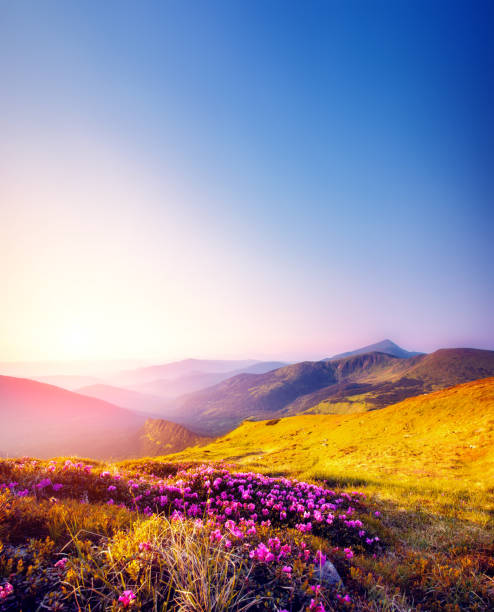istock Magic pink rhododendron flowers on summer mountain. 1245133272