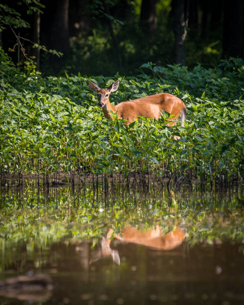 istock Deer Doe looking for food at Huntley Meadows Park 1245133273