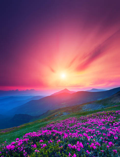 istock Magic pink rhododendron flowers on summer mountain. 1245133296
