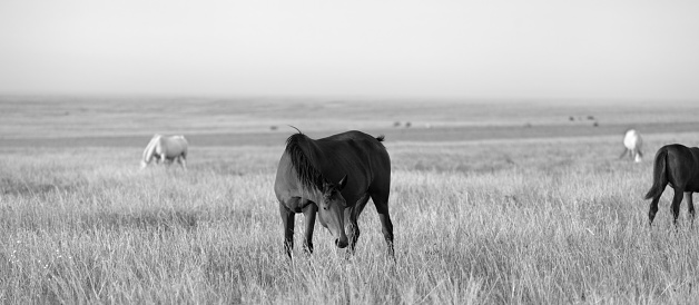 Panoramic view on herd of horses grazing in evening pasture. Black and white toned landscape.