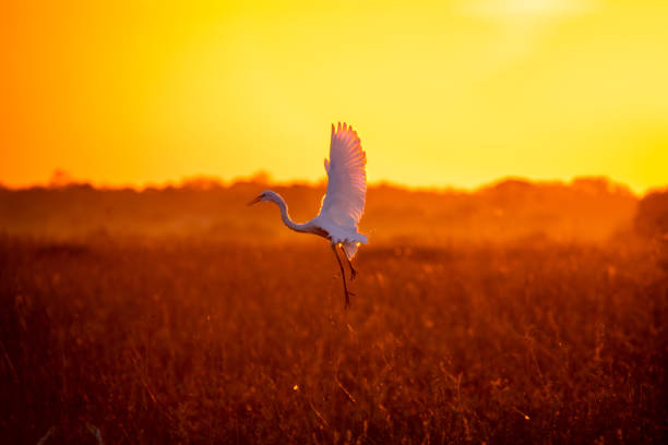 istock Heron flying under the sunset light. Silhouette scene. Pantanal, Brazil. 1245146497