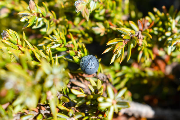 The common juniper ( Juniperus communis) cons. Common Juniper black seeds. juniperus oxycedrus stock pictures, royalty-free photos & images
