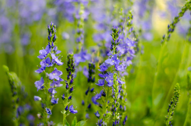 istock Beautiful violet flowers as a spring card. Flower field. 1245154812