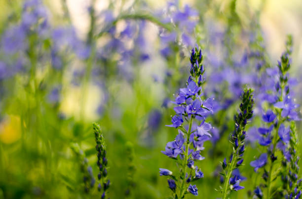 istock Beautiful violet flowers as a spring card. Flower field. 1245155340