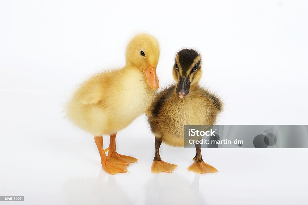 ducklings - Foto de stock de Filhote de pato royalty-free