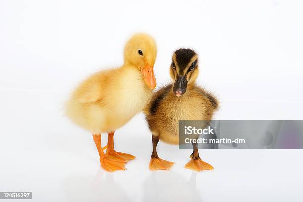 Foto de Ducklings e mais fotos de stock de Filhote de pato - Filhote de pato, Pato - Ave Aquática, Saindo do Ovo