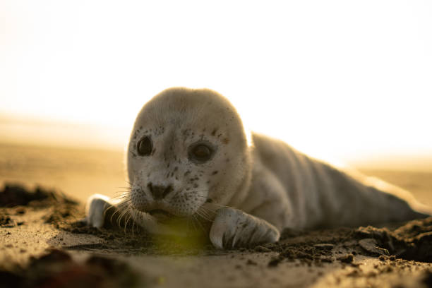 MS Galapagos sea lion with small baby sleeping on a sandy beach in the sunshine