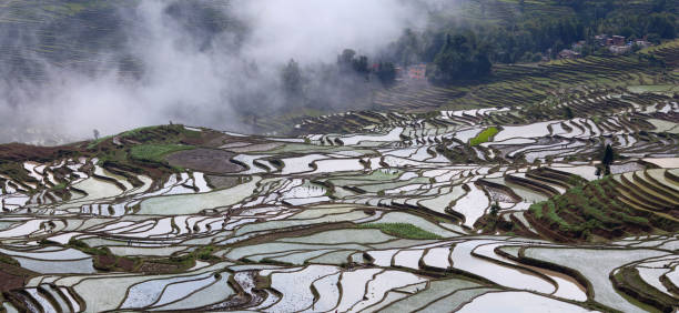 istock Terraced rice fields in Yuanyang county, Yunnan, China 1245165293