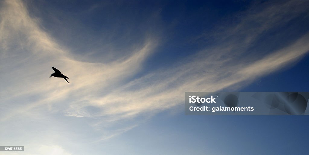 아름다운 해질녘까지 스카이, 제비갈매기 - 로열티 프리 0명 스톡 사진