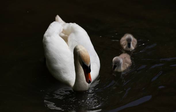 istock Swan in the Dark 1245169658