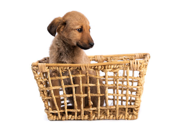 istock brown puppy in basket isolated 1245170199